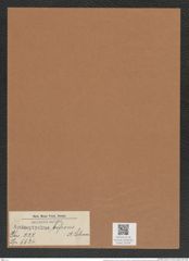 Actinoptychus bifrons A. Schum. (de-Toni-Nr.: Genus 227, Species 5524) Zeichnungen Sammlung Grunow Mappe 05296 (Herbarium_W_Grunow_drawings_Folder_05296)